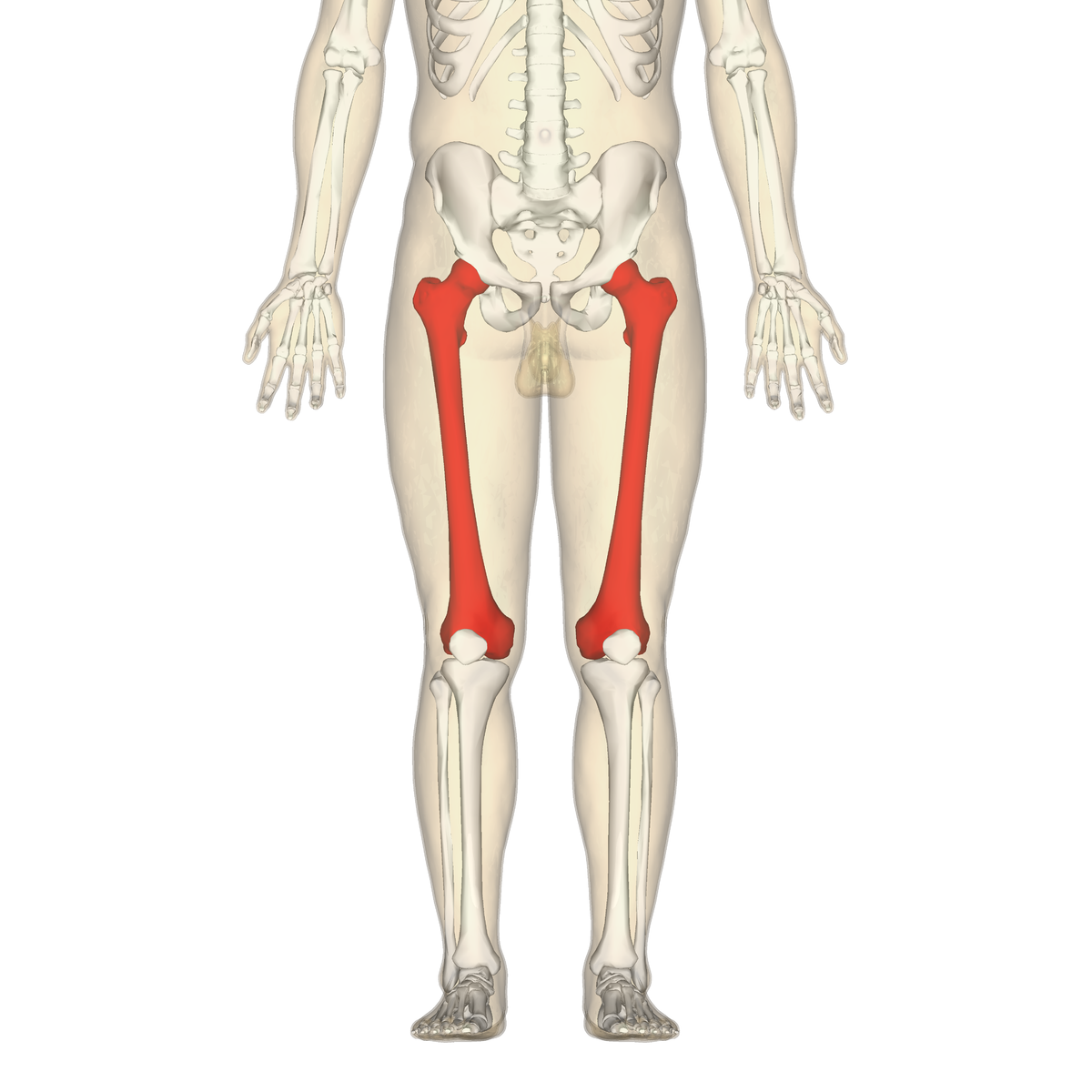 Femur anterior view